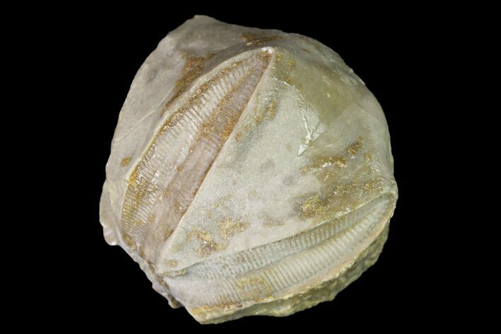 Blastoid (Pentremites) Fossil - Tennessee #142092